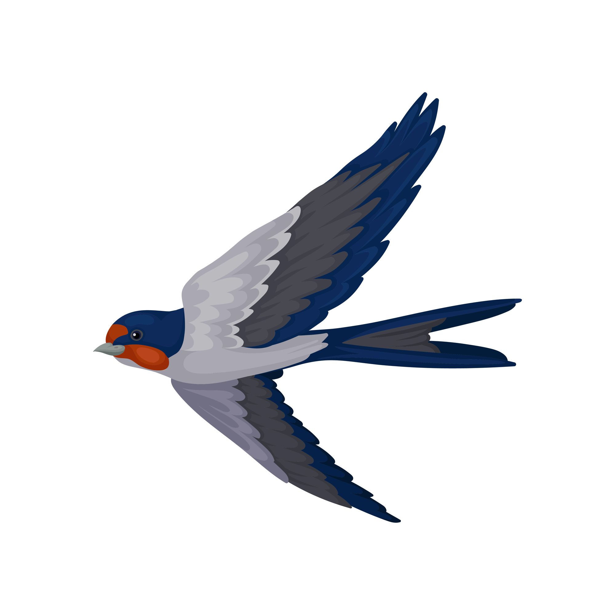 A digital drawing of a flying swallow with wings outspread. This is a small bird with blue, white, grey, and red feathers.