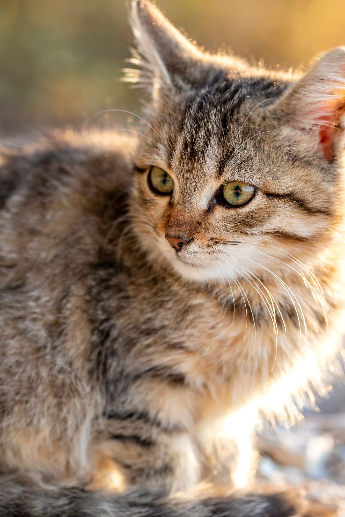 Cute cat looking to the side