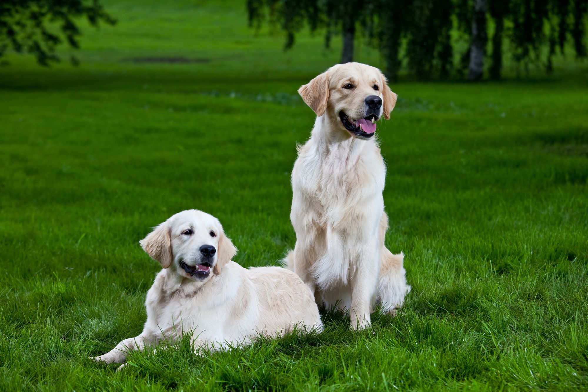 Two happy golden retrievers on the grass. One is sitting and the other is standing on its hind legs.