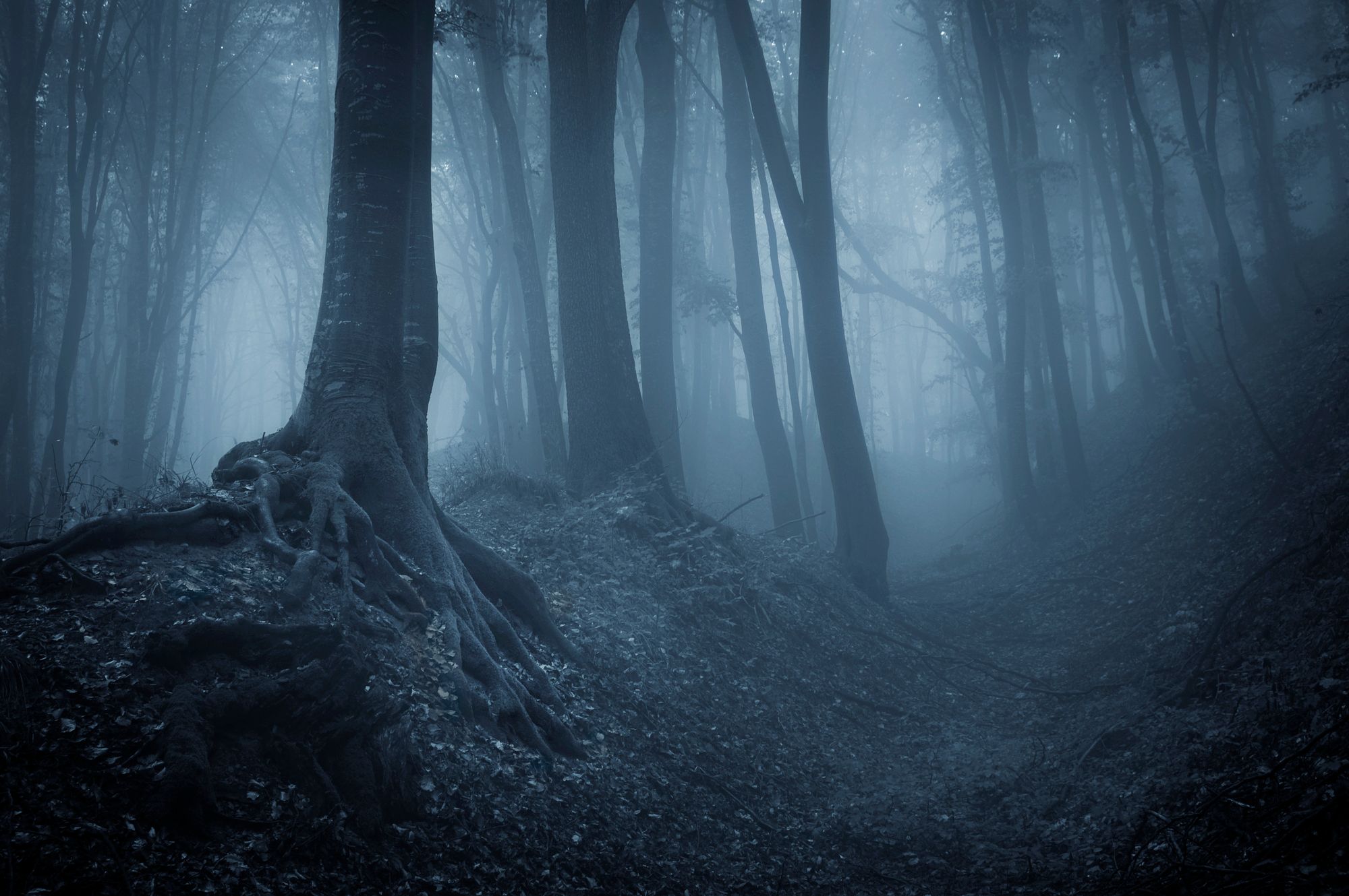 An eerie dark forest, with mysterious light glowing between the black tree trunks.