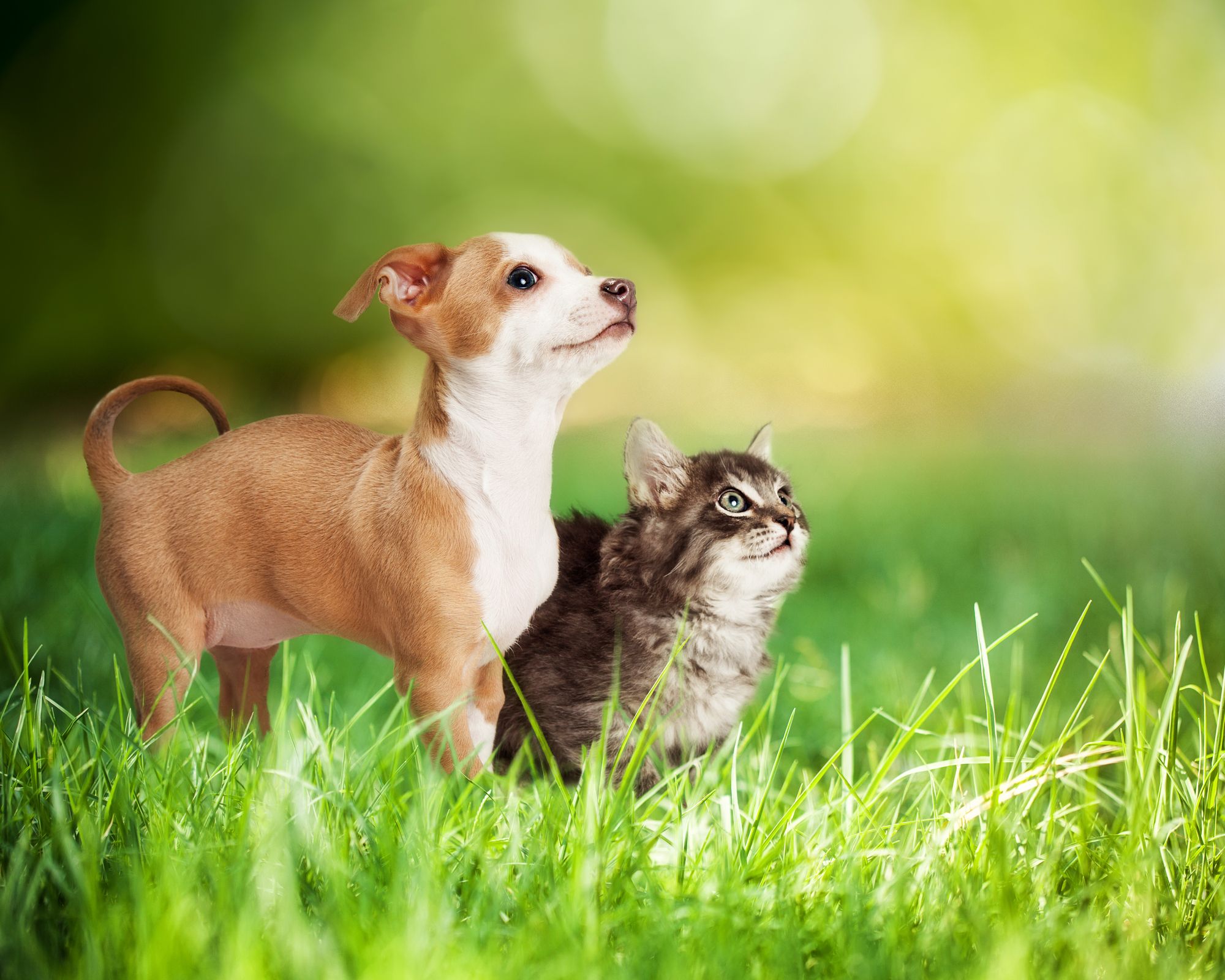 A cat and a dog both stare up at something