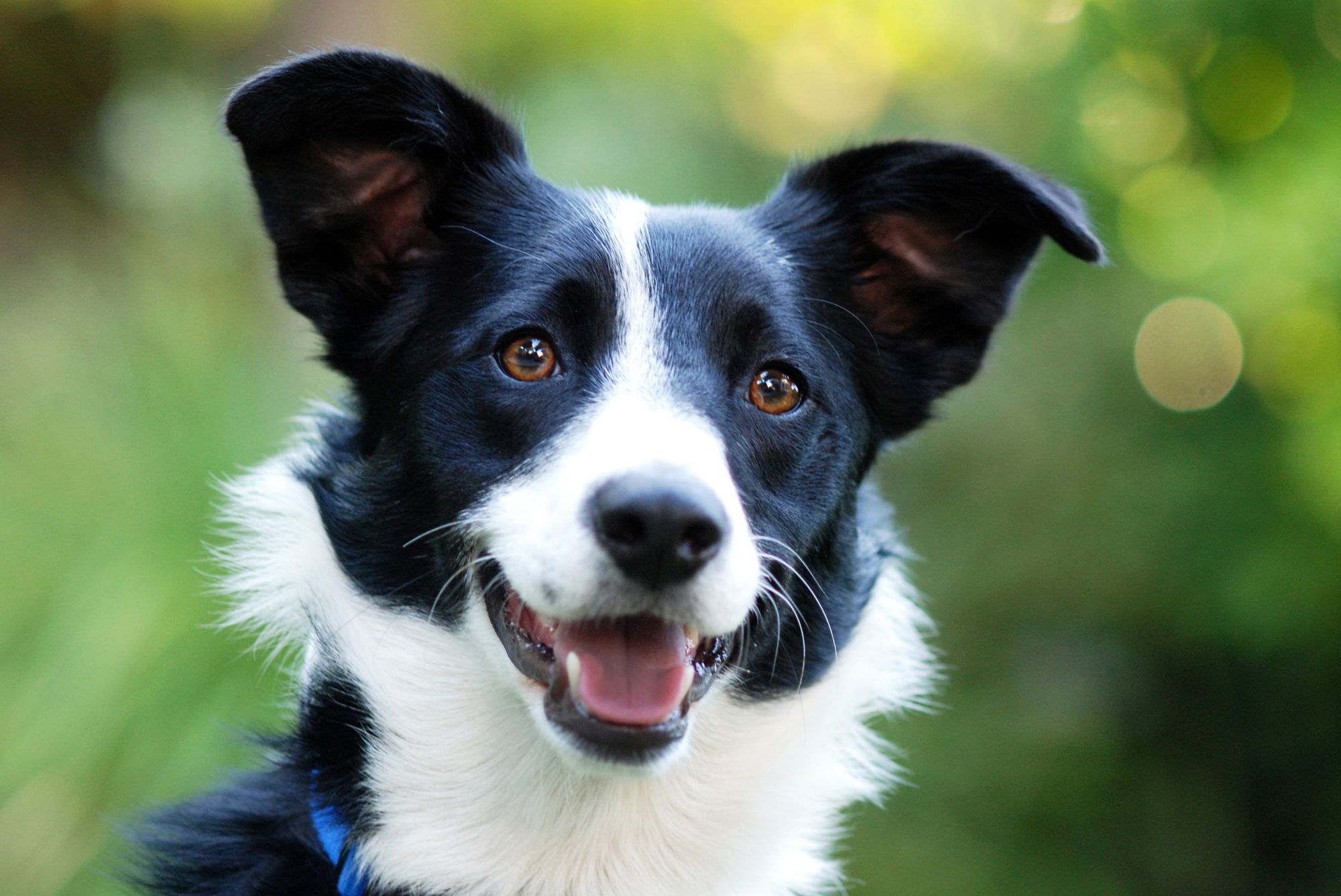 A border collie, a black and white dog, with a happy face and open mouth.