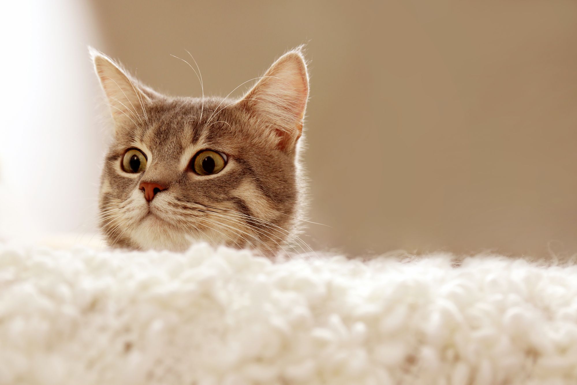 Adorable cat peeking up from behind a white fluffy couch.