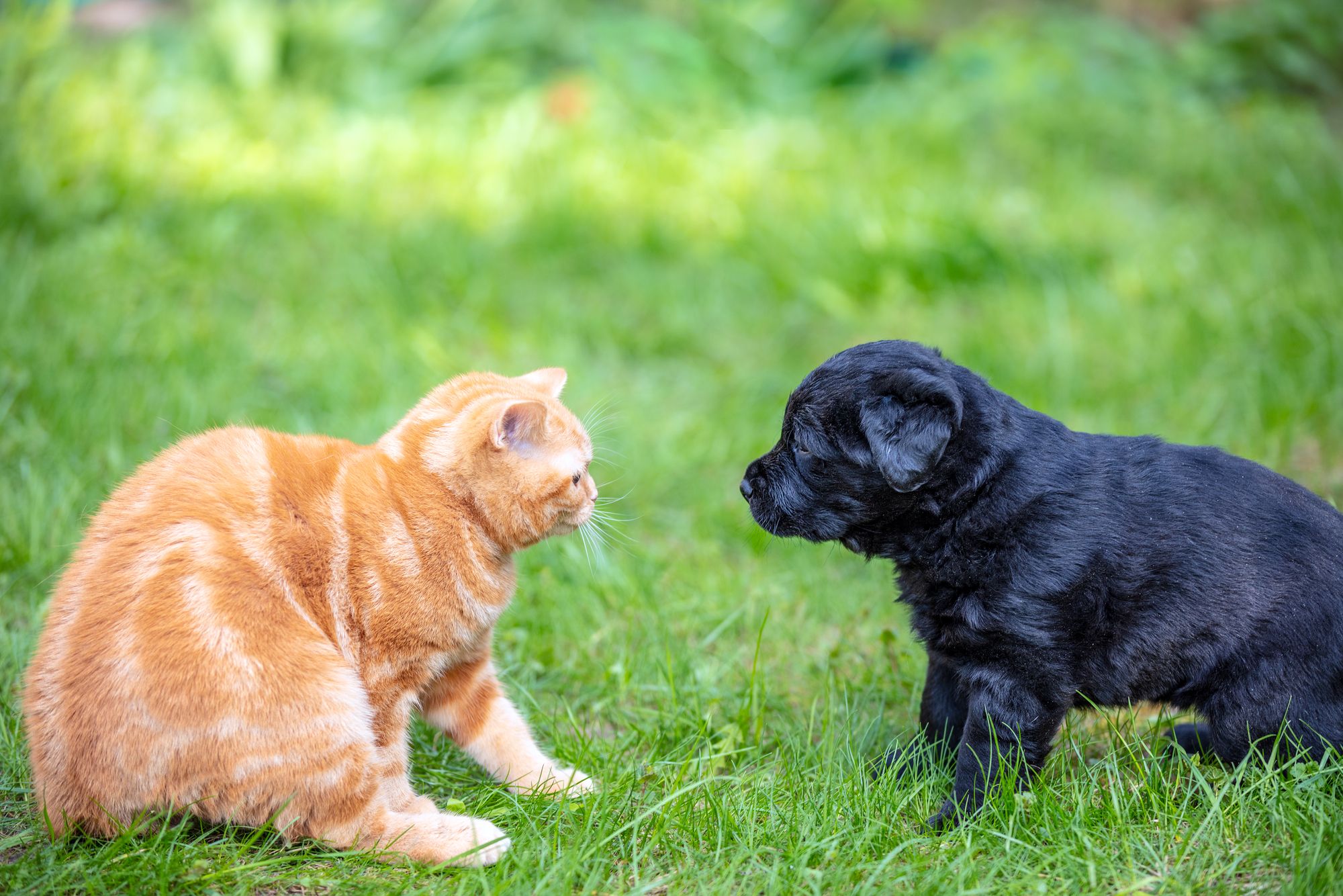 An orange cat and a black puppy stare at each other