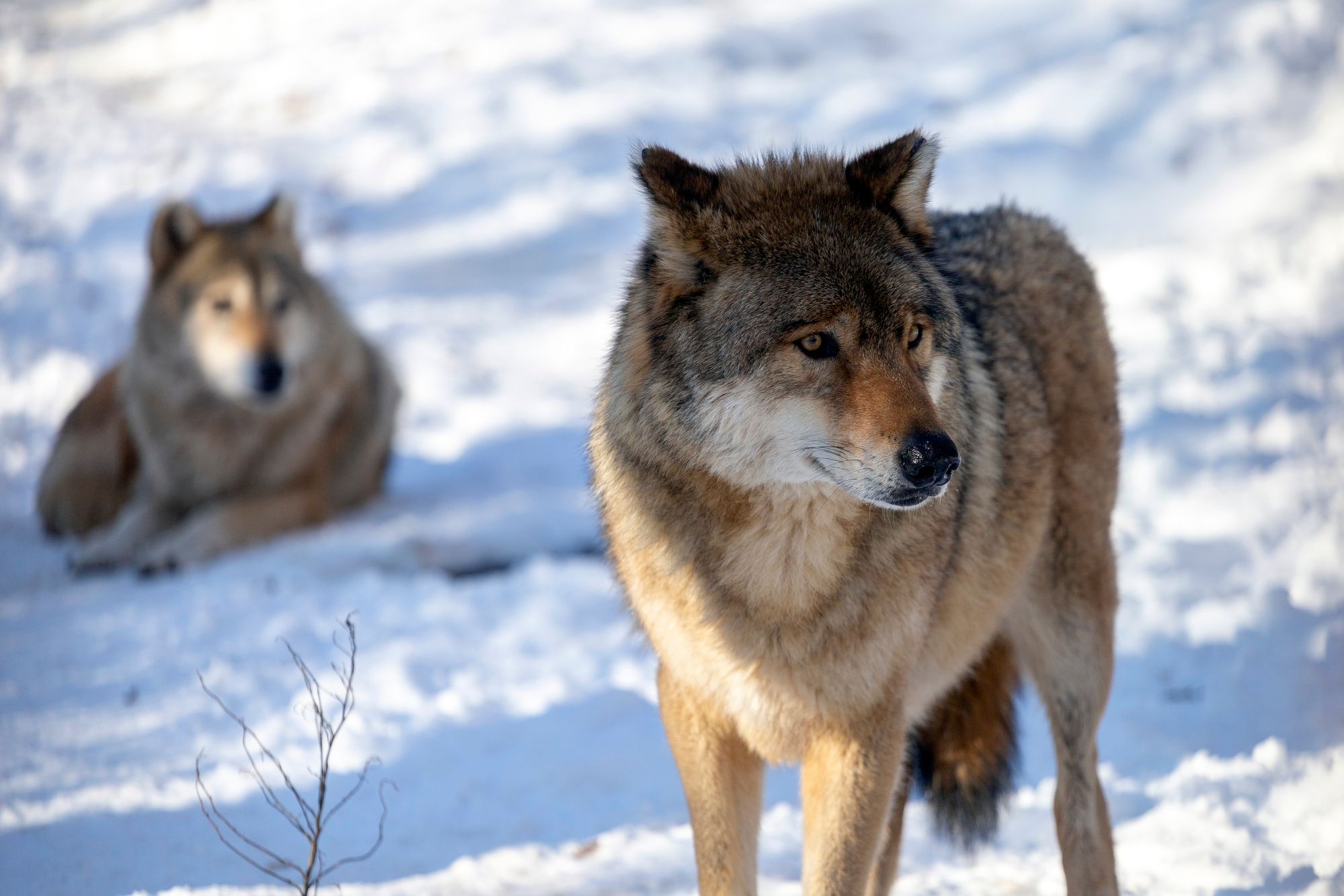 Two wolves on the snow. One wolf is standing with its back facing the other wolf. The latter wolf is sitting down and staring at the wolf in front.