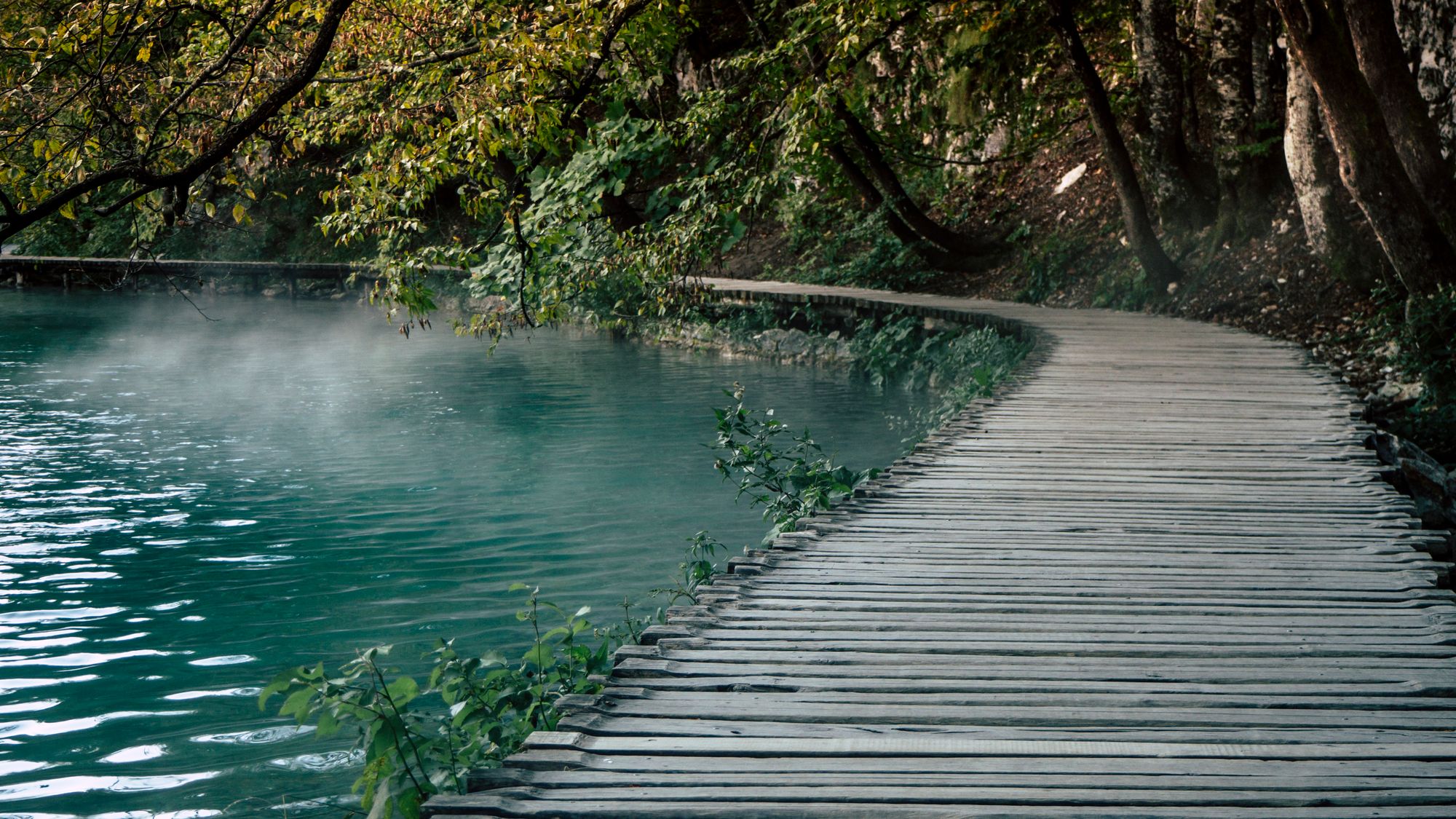 A lonely wooden path curves forward and towards the left, disappearing into the trees. On the left side of the path, is a dark green lake with fog hovering above it.