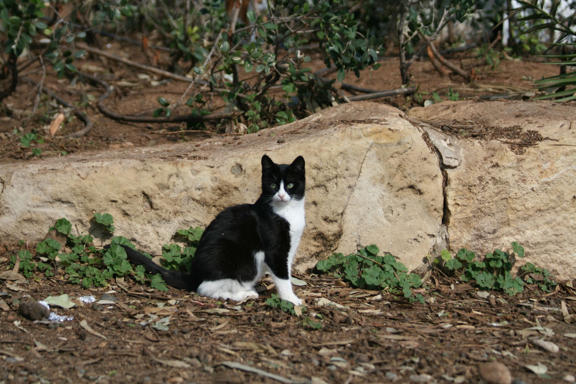 A black and white tuxedo cat sitting up on some leaves and soil.