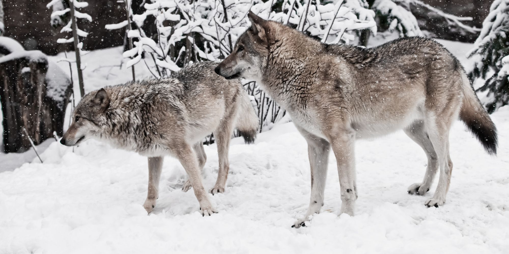 Two wolf mates standing together in the snow.