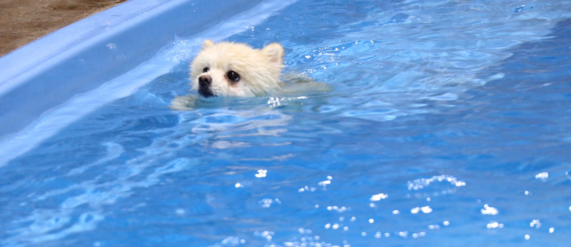 A white pomeranian dog swimming in a pool.