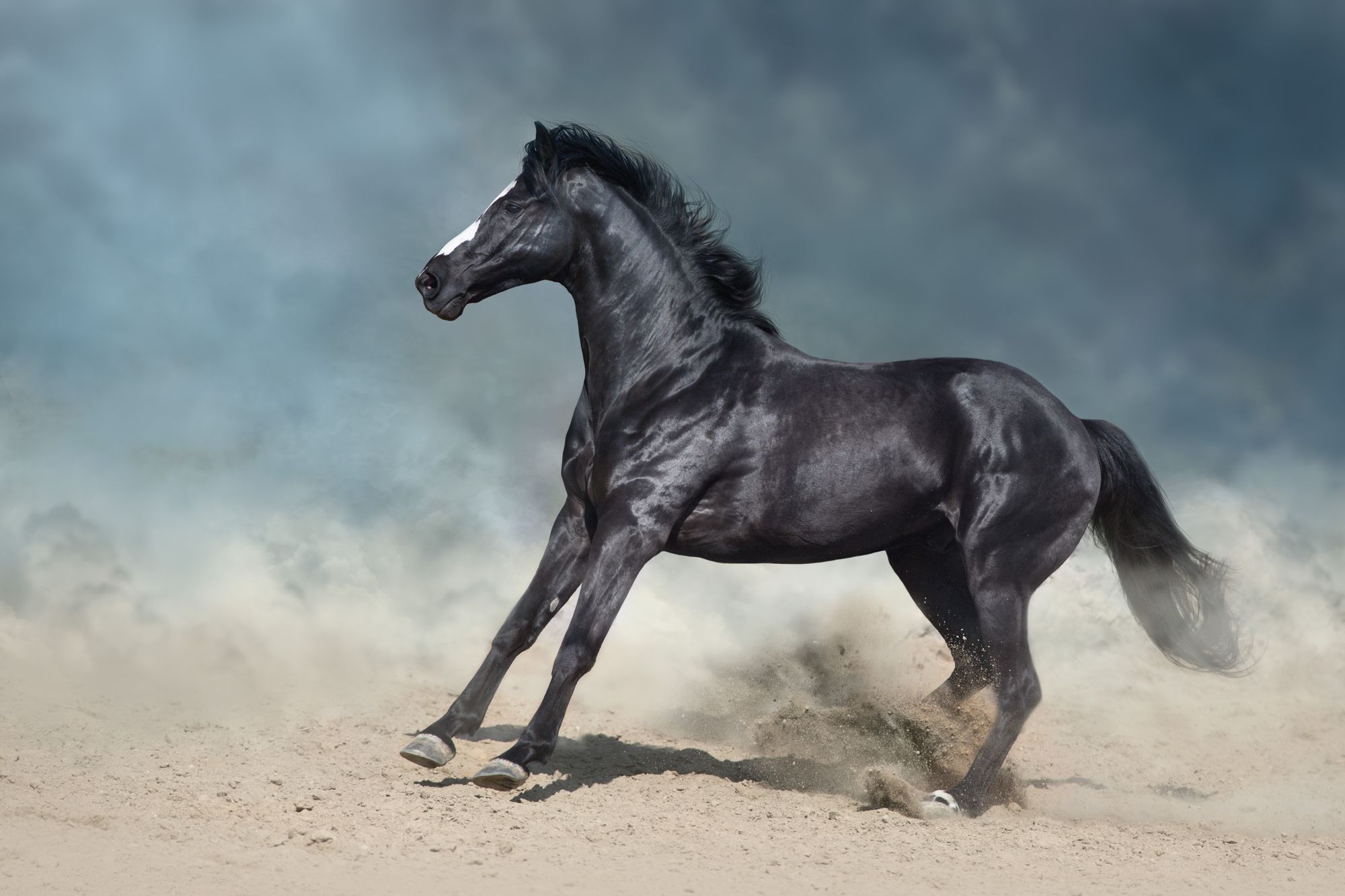 A beautiful black stallion with a glossy coat.