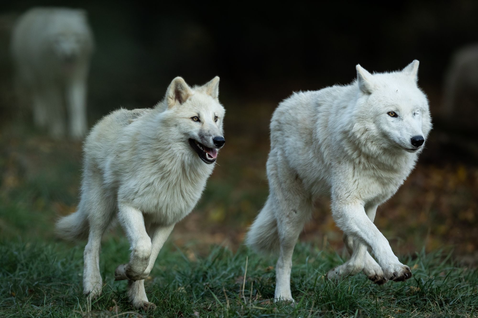 Two white wolves running through the forest together.