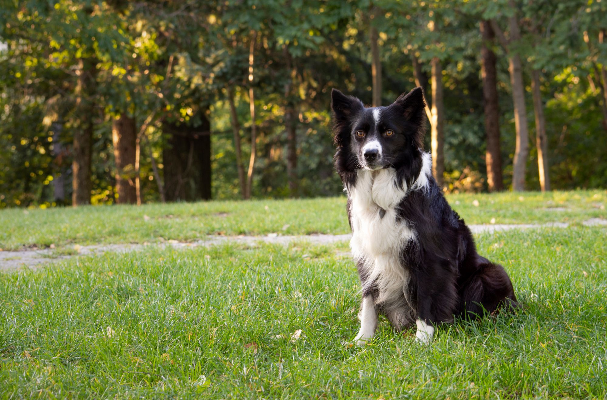 A black and white border collie dog, sitting on the grass with trees in the background.