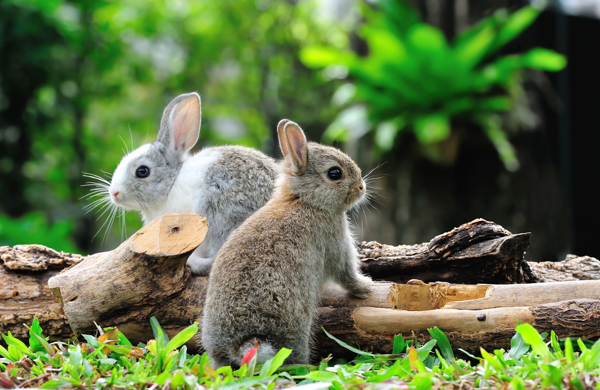 Two bunnies on a log in a forest. One bunny is grey and white and the other is light brown.