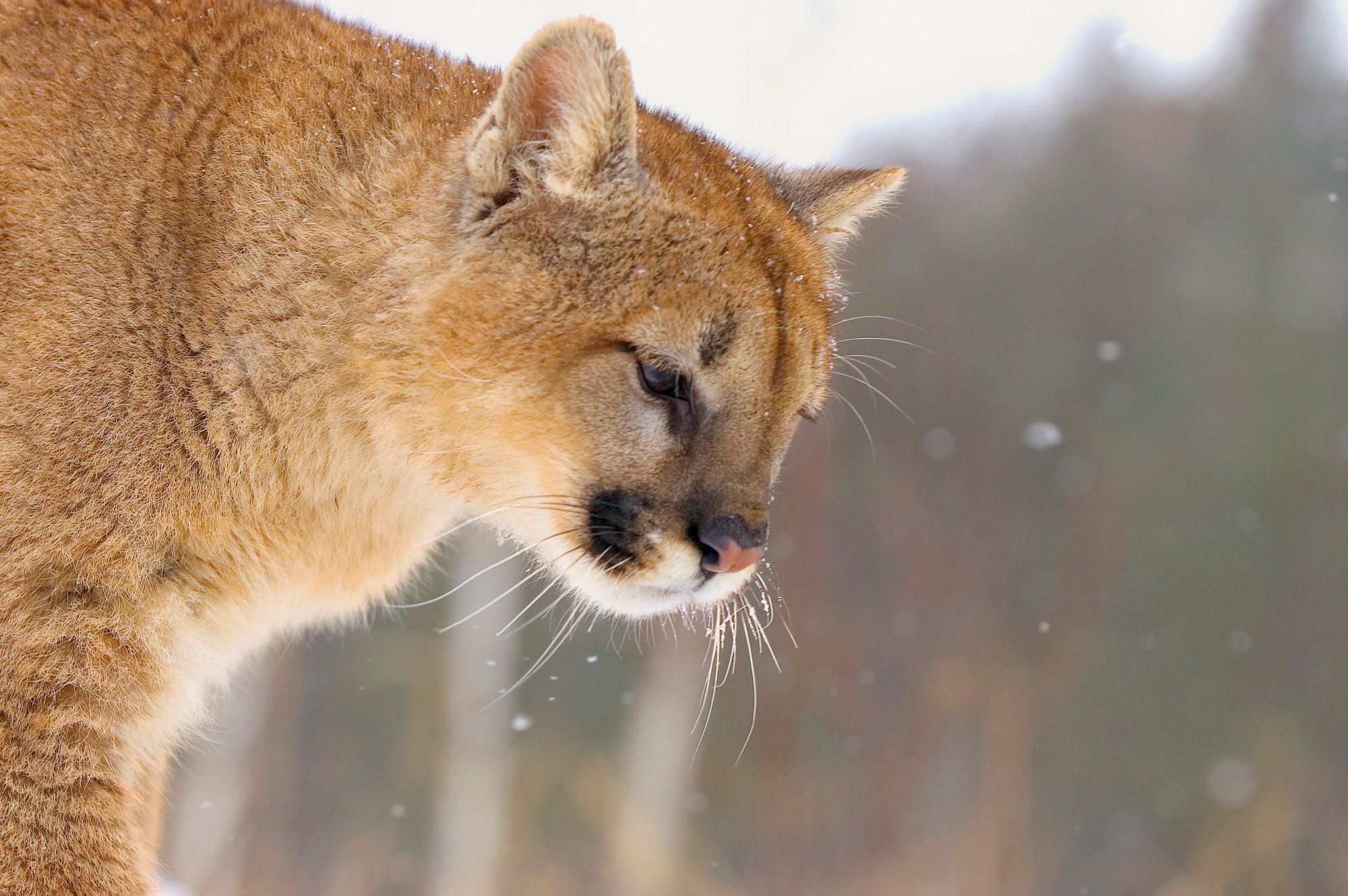 Cute little cougar gazing downwards in snowfall.