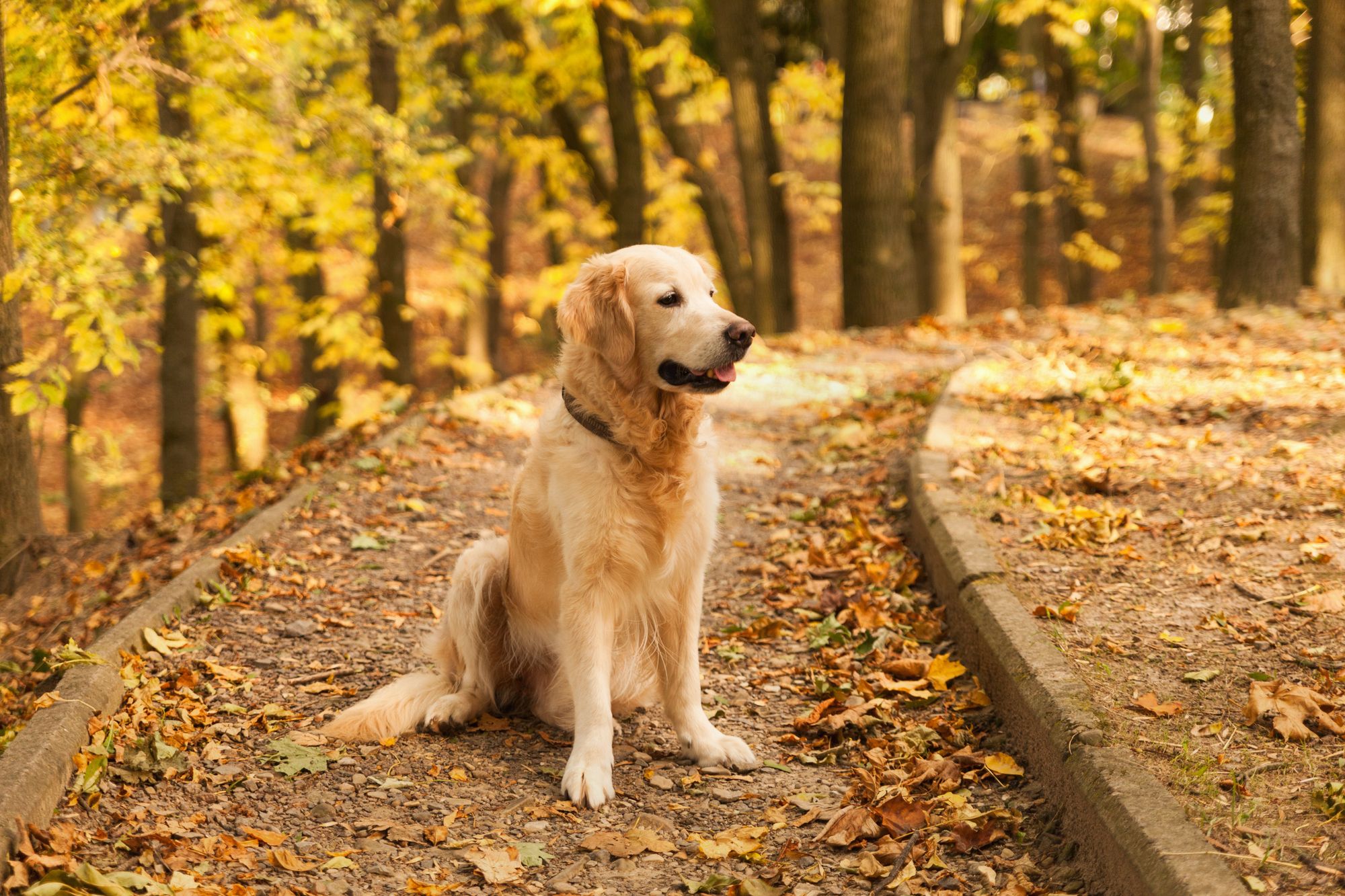 A cute golden retriever puppy dog sitting on a forest path paved with autumn leaves.