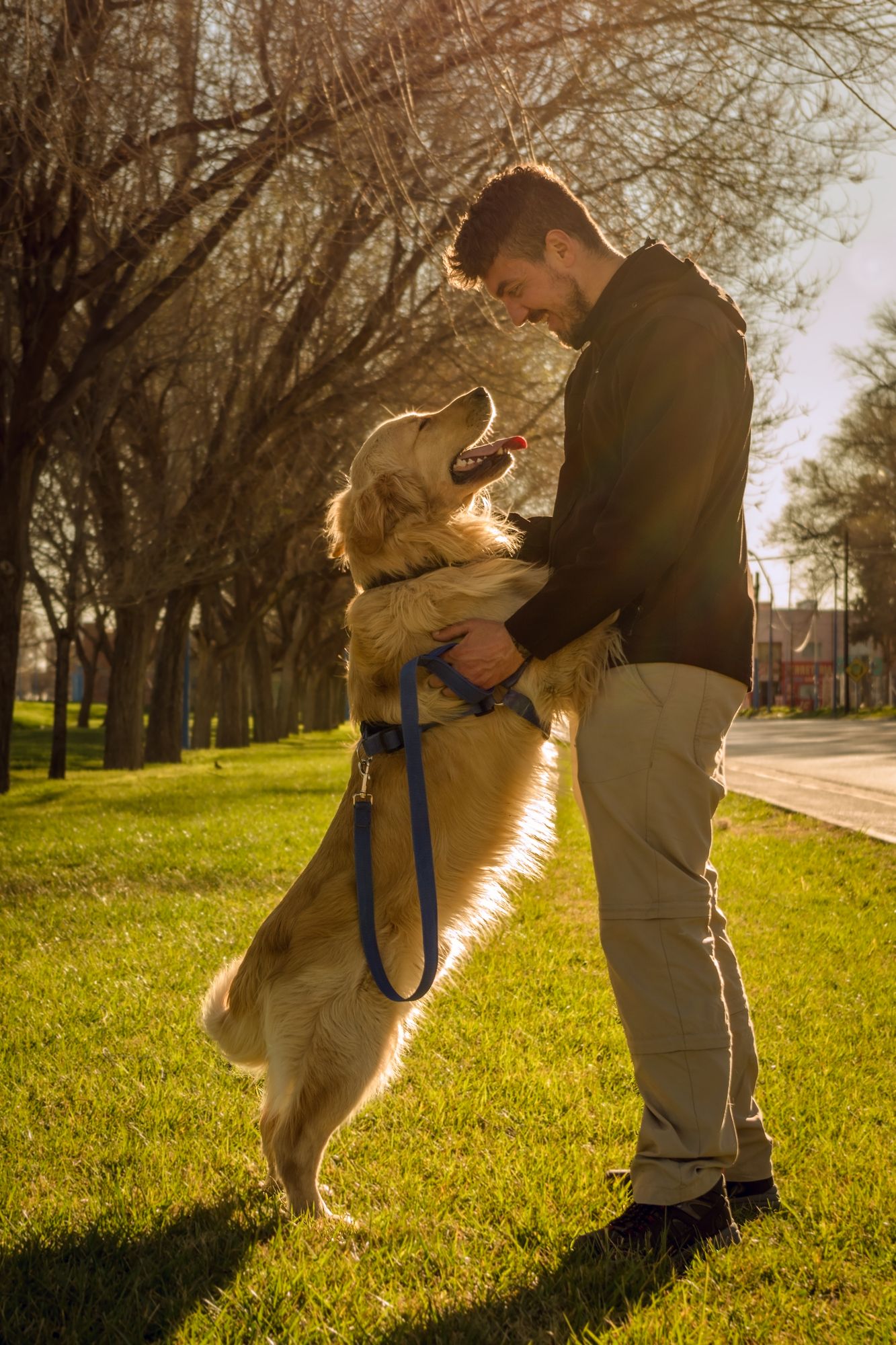 A man stands facing his golden retriever. The happy dog stands on its hind legs and raises its paws to hold its owner's hands. They are in a sunlit park.