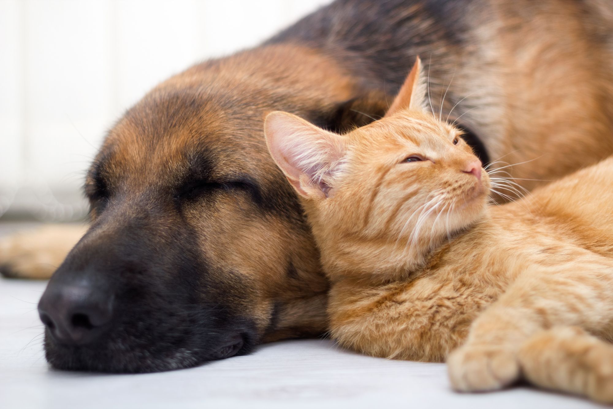 Dog and cat snuggling and sleeping together