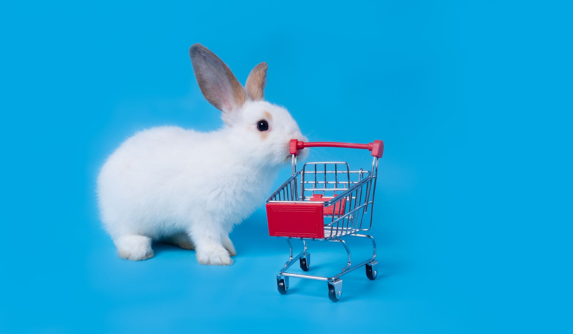 Cute white bunny holding a mini shopping cart in its mouth