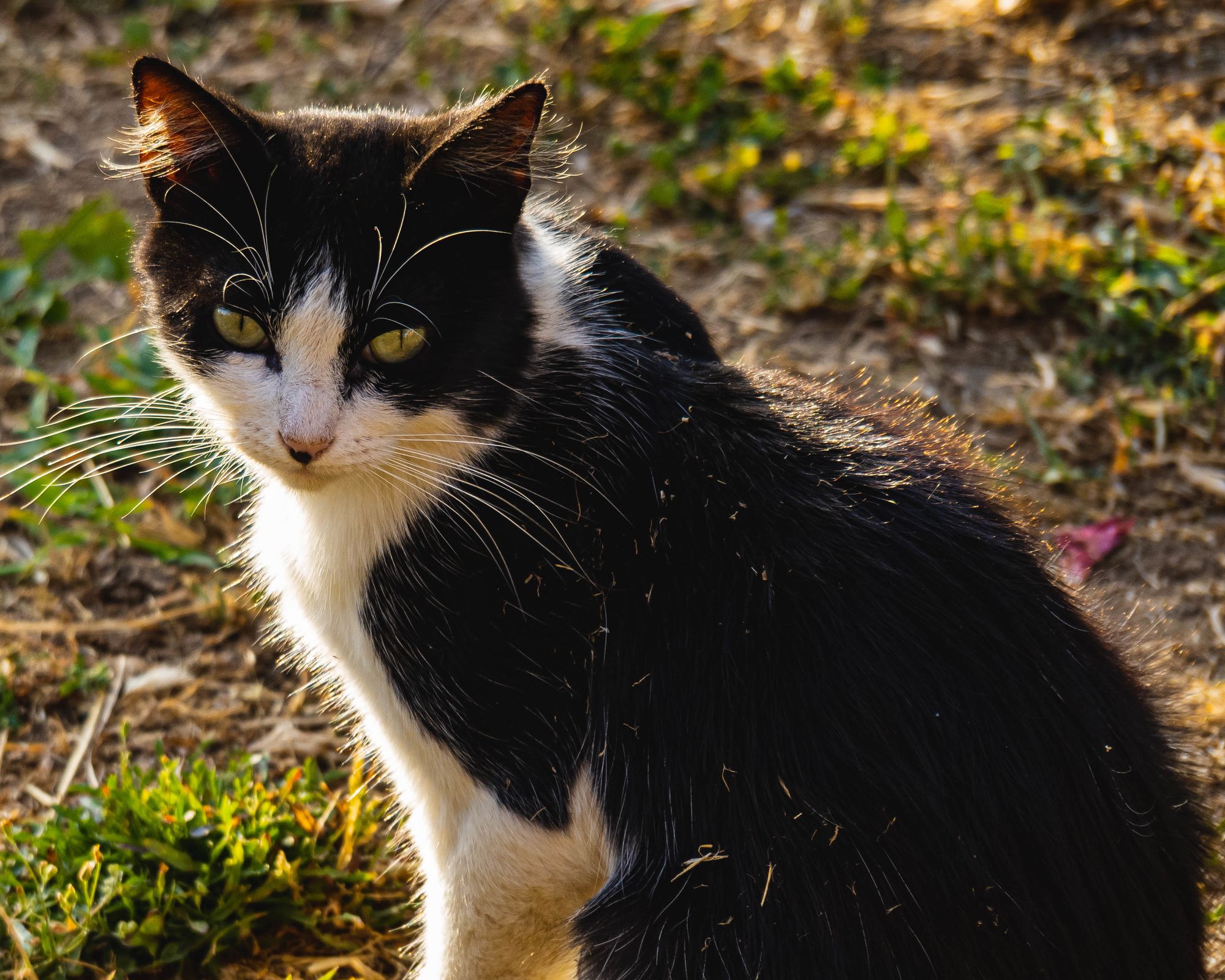 A black and white tuxedo cat gazing at the camera, with a grassy background.