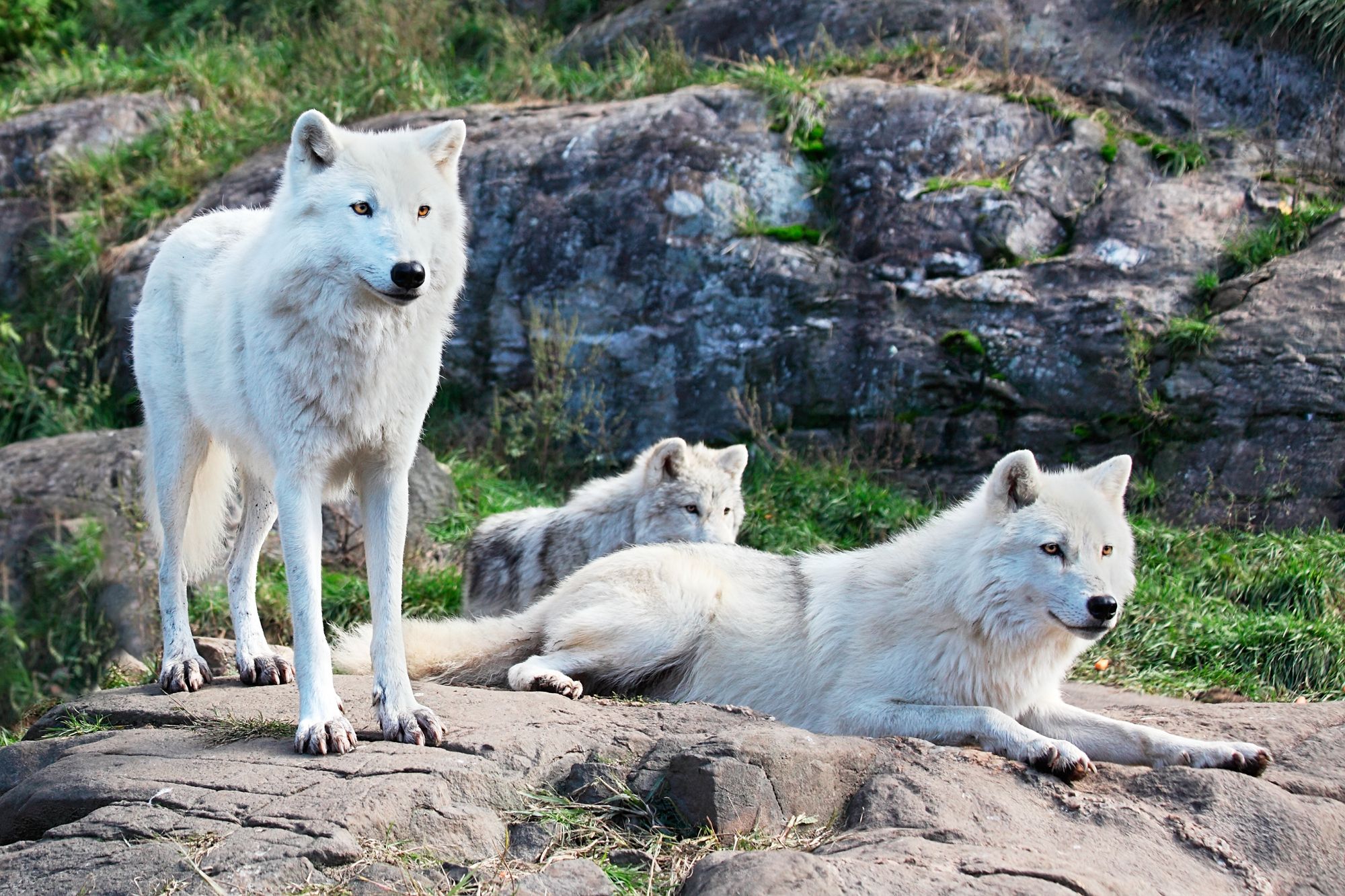 A family of three white wolves. They stand or sit on some sandy rock. In the background are more rocks, greenery, and water.