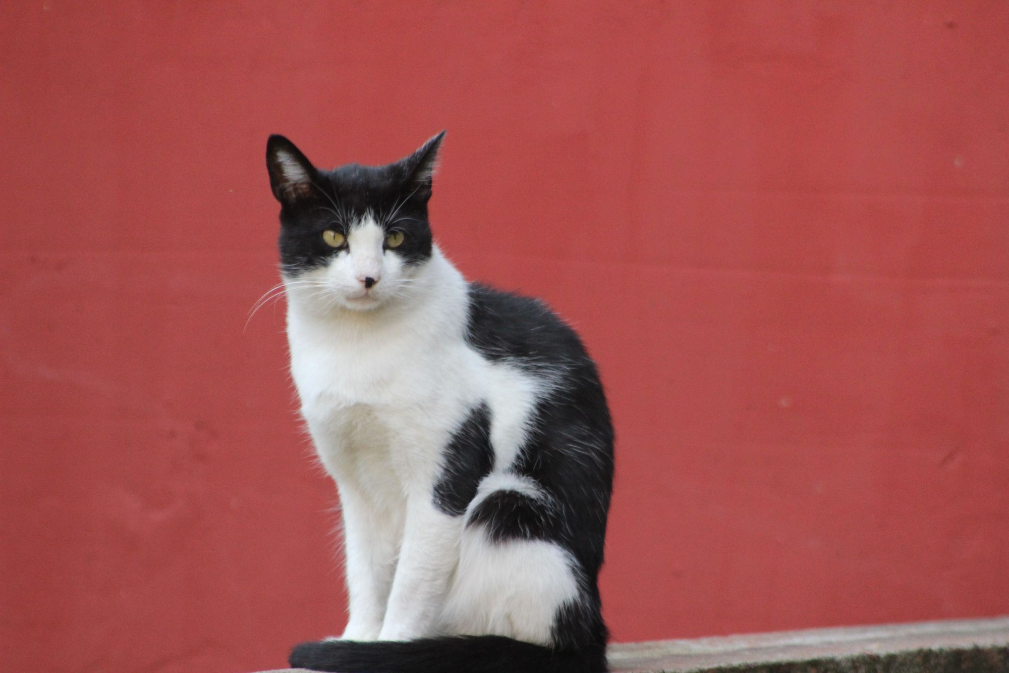 A black and white cat sits up against a coral red background.