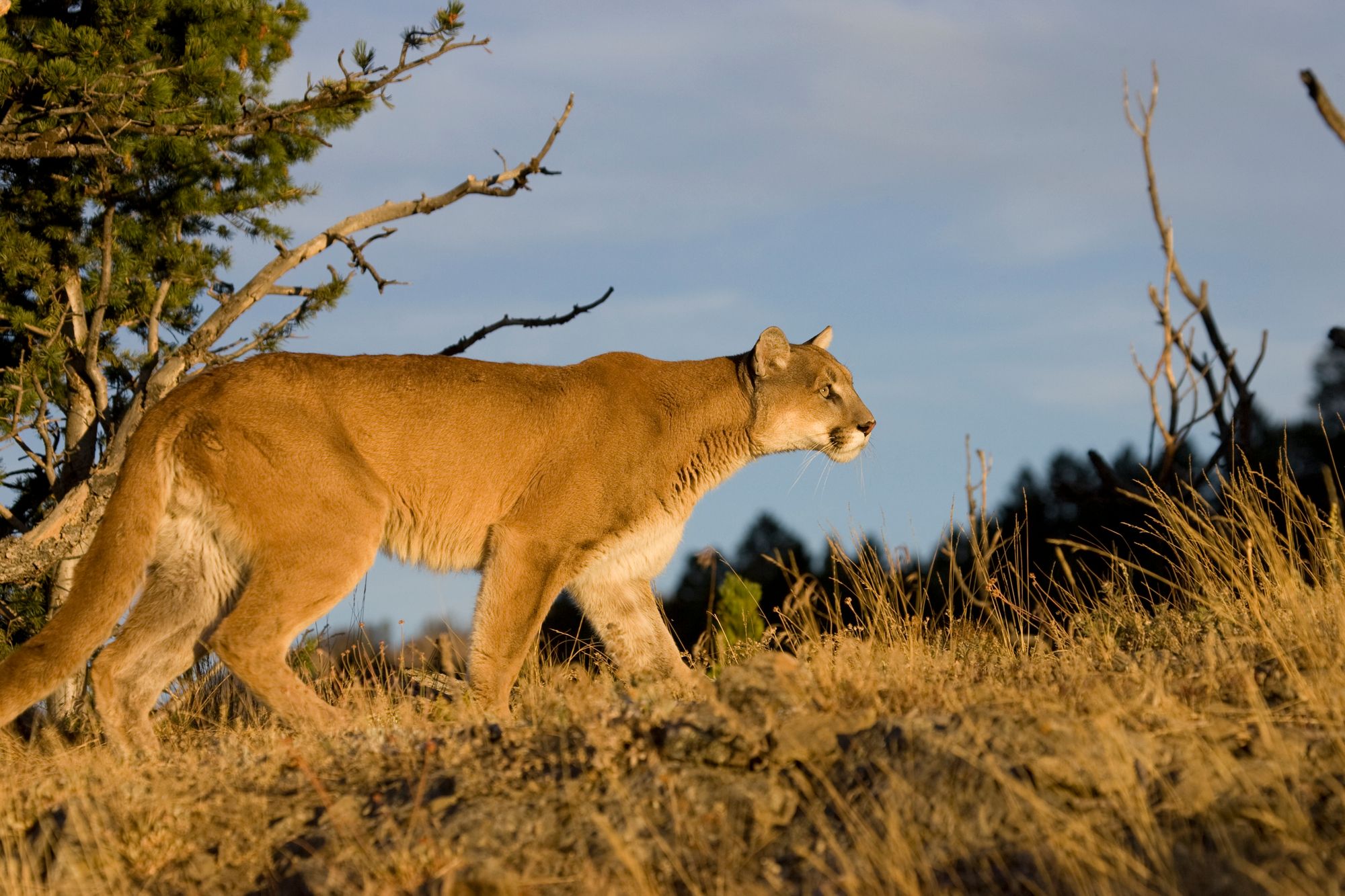 Graceful, lithe cougar stalking through the summer fields.