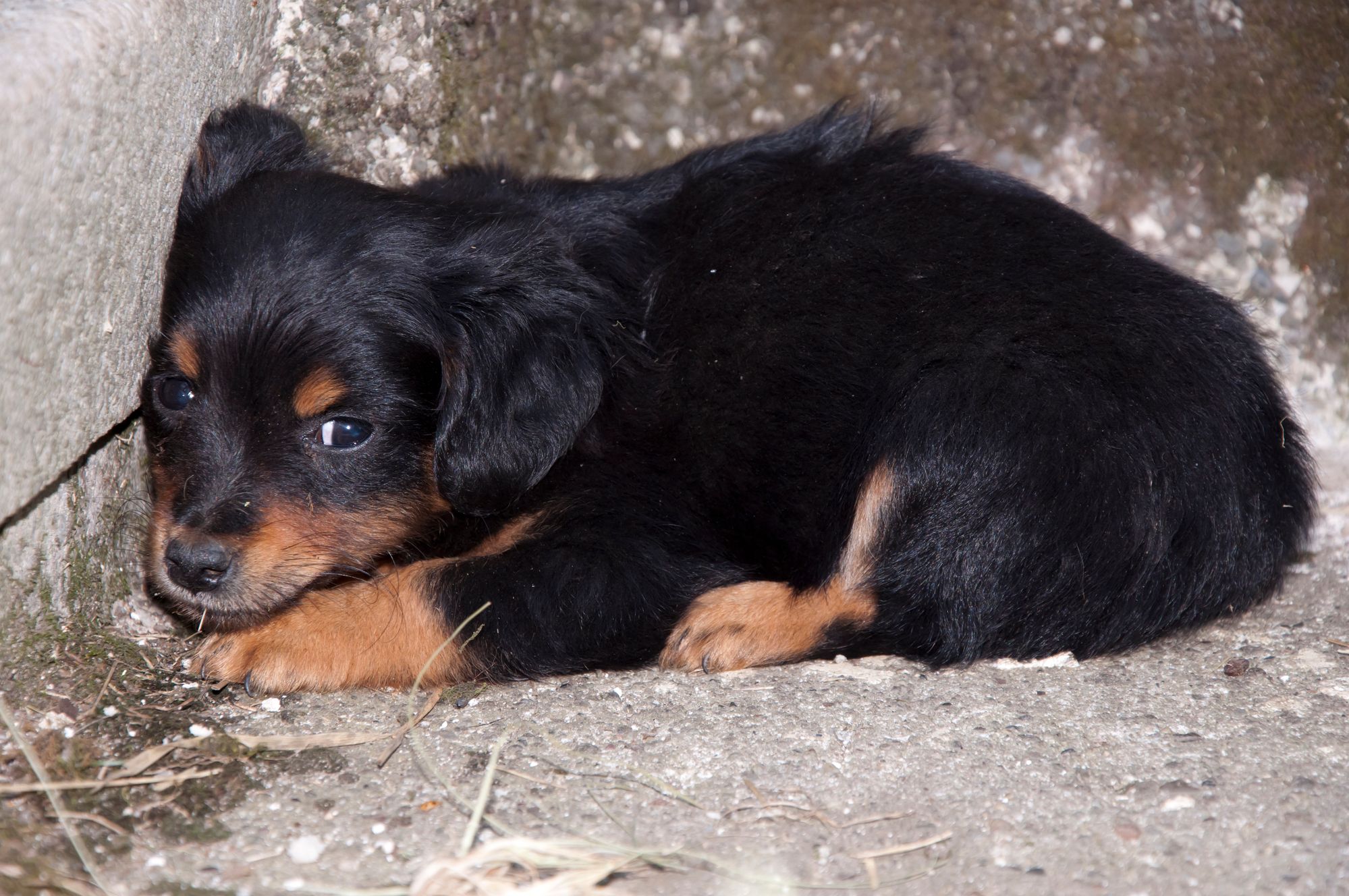 A black and brown puppy curled up in a corner, looking afraid and vulnerable.