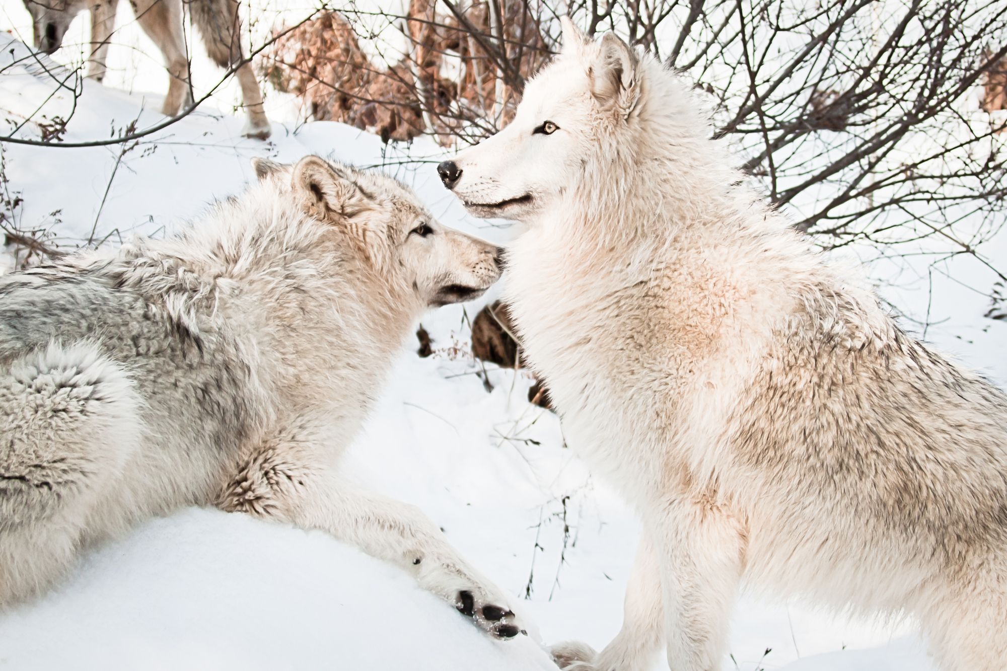 Two wolves in a snowy forest. One sits while the other stands guard over the other wolf. They look at peace.