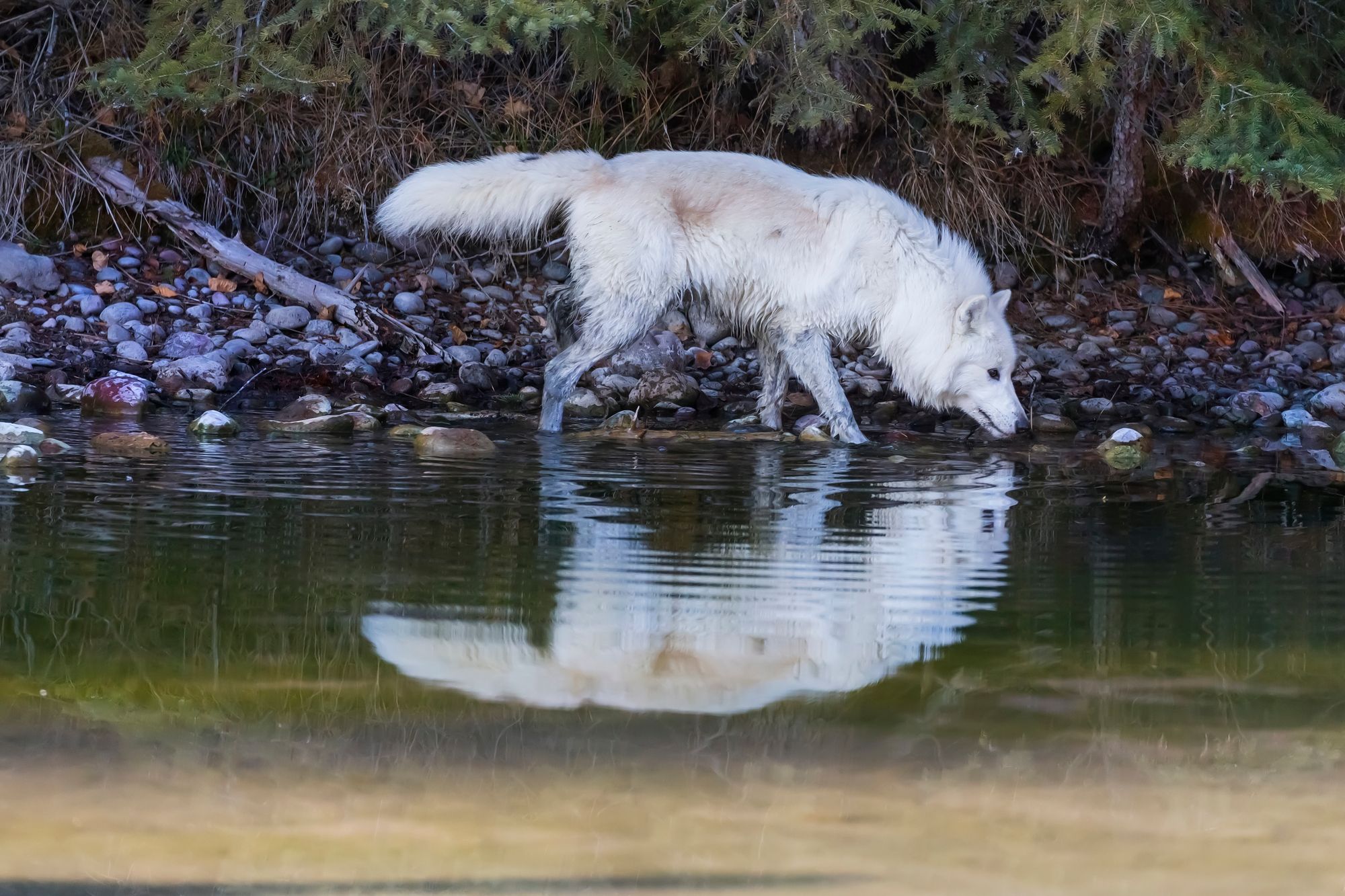 A white wolf lowers its muzzle to drink from a pool. A mirror reflection of the wolf hovers on the water, just like a twin image.