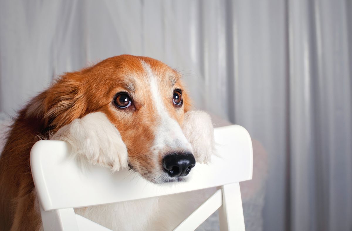 Adorable border collie dog, laying its head on the top of a chair, staring innocently at the camera.