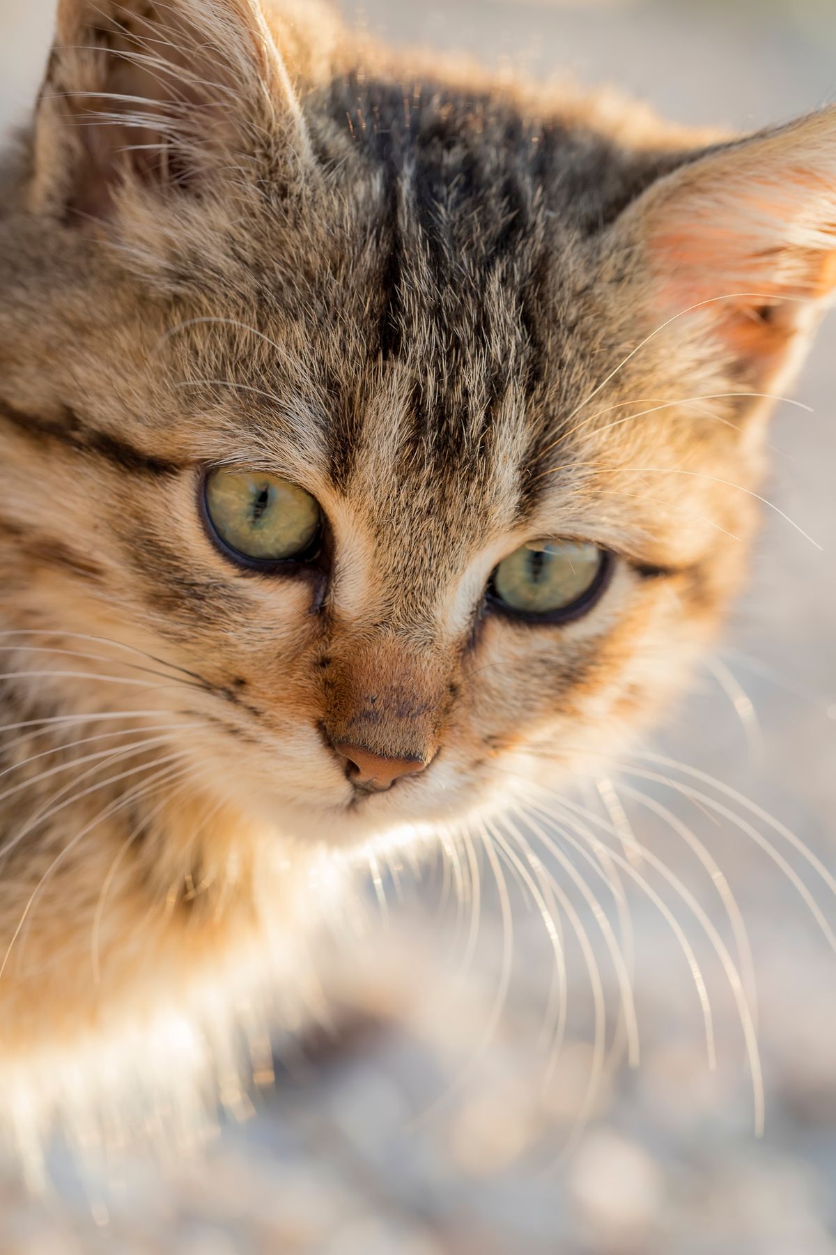 Adorable cat peering in