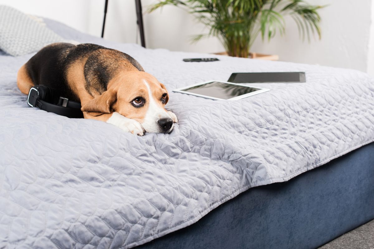 Cute little dog being listless and staring up at you from where it's lying on the bed.  