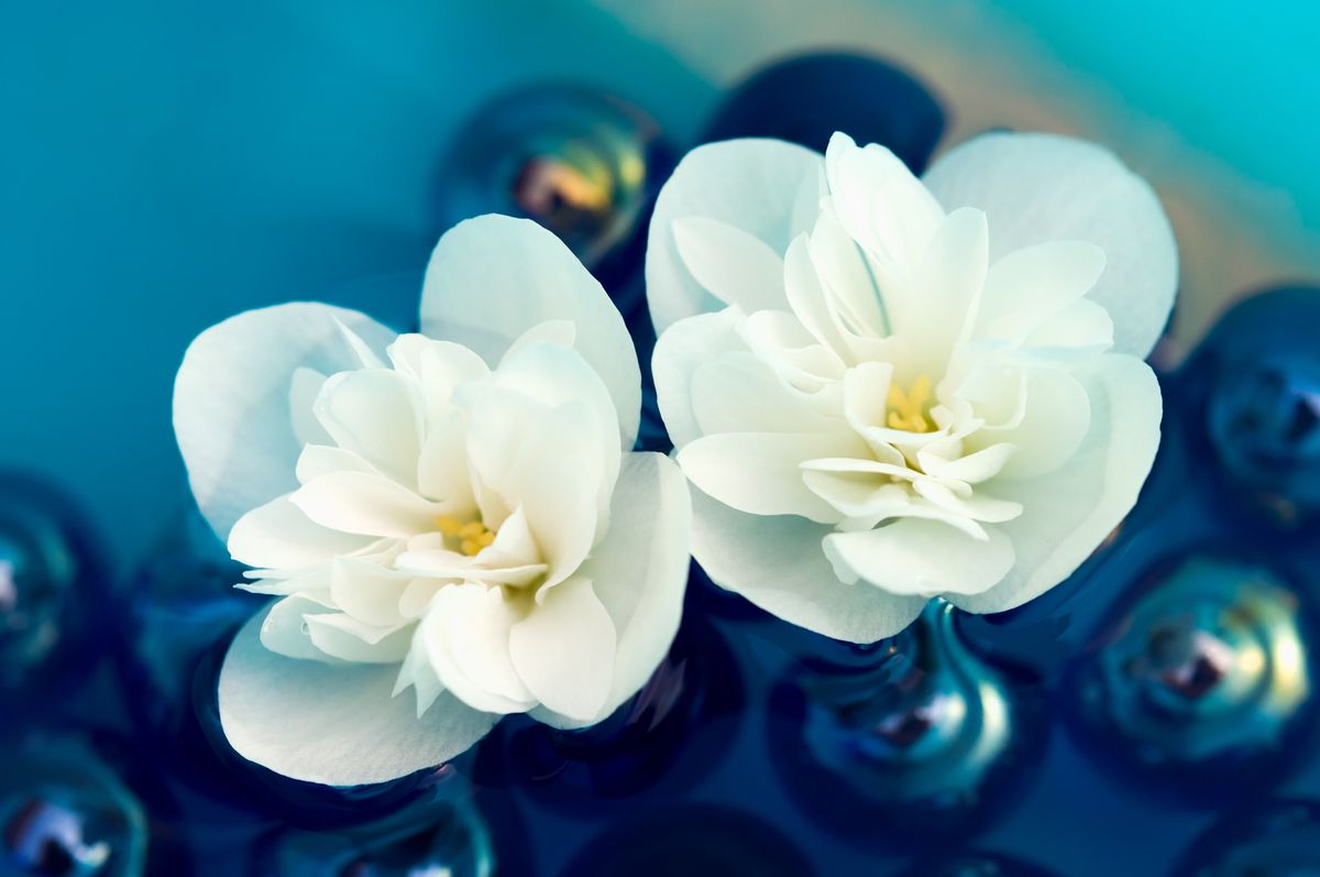 Two white jasmine flowers floating on water.