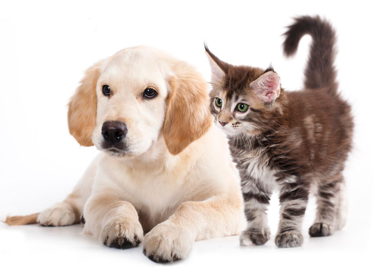 Cute golden retriever puppy and a cat stare in the distance