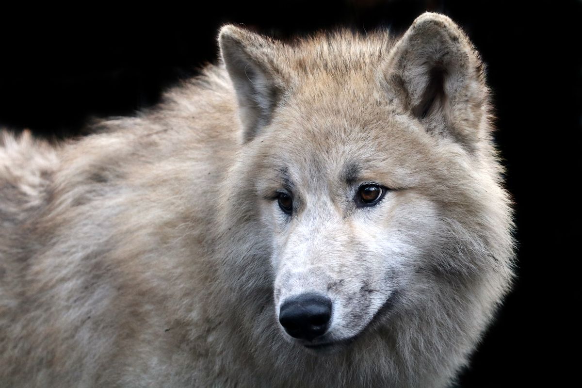 A grey wolf glancing backwards