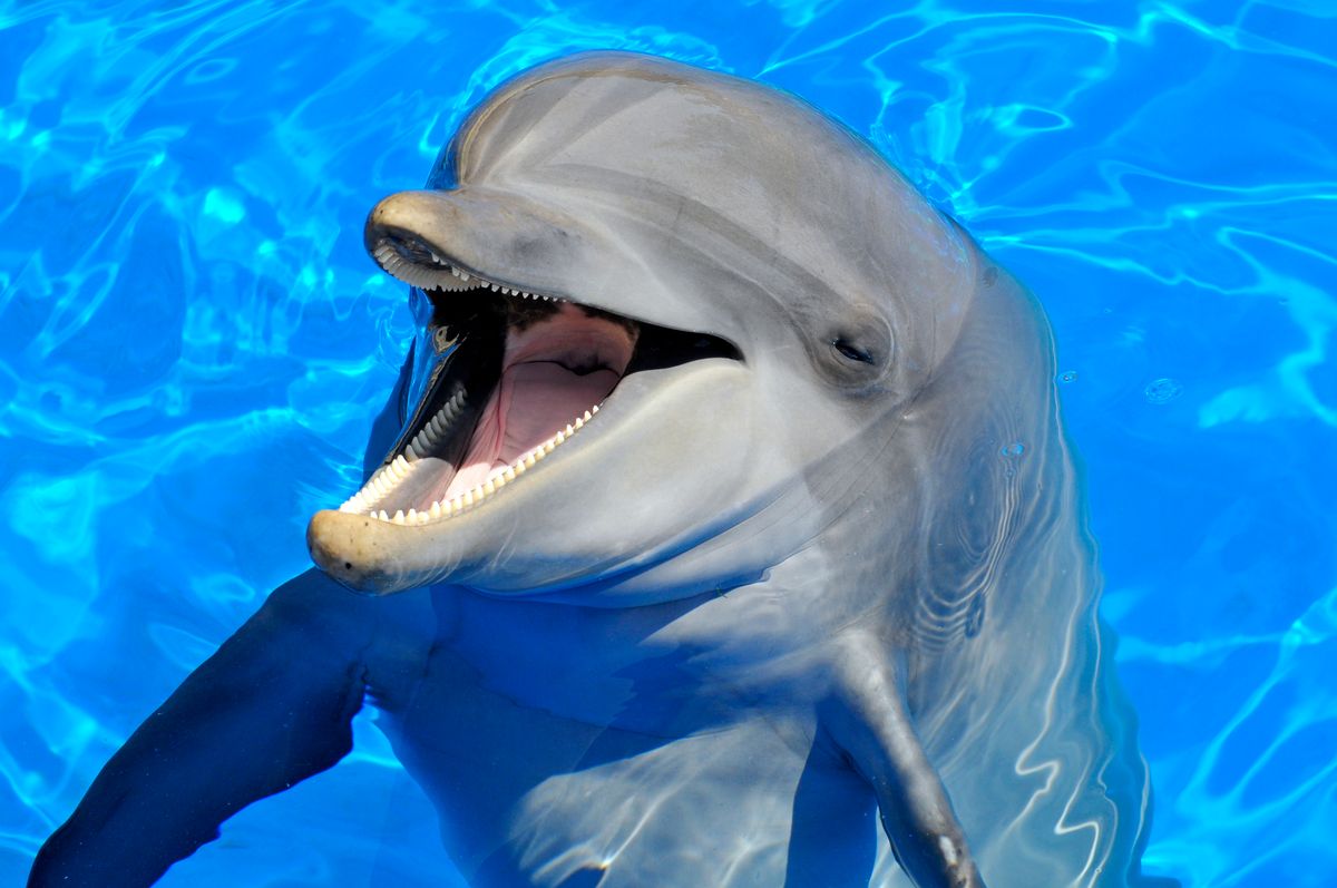 Cute dolphin laughing and looking cheeky