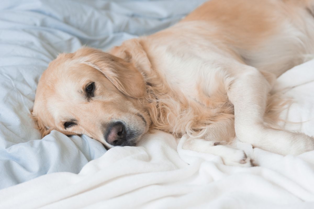 Cute golden retriever is tired and lying down on a bed with white sheets