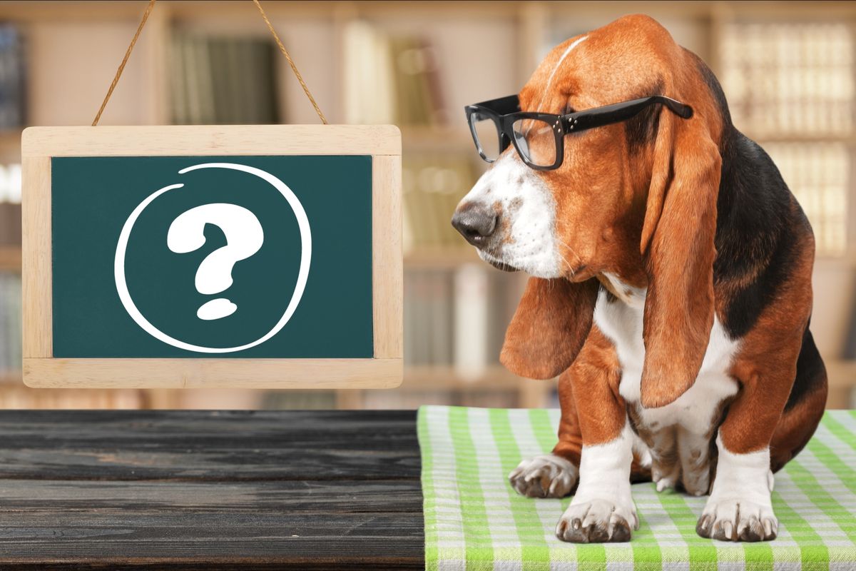 An adorable dog with glasses staring at a chalkboard with a question mark on it.