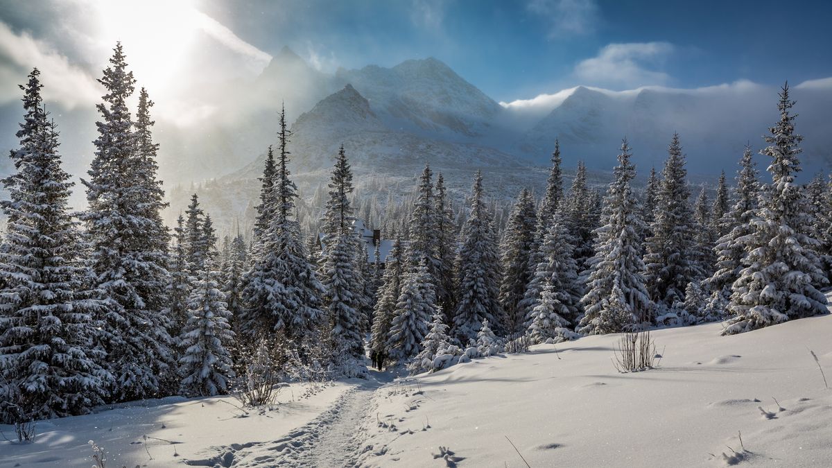 A vast snowy mountain with a dense array of pine trees. The sun shines brightly down on the landscape.