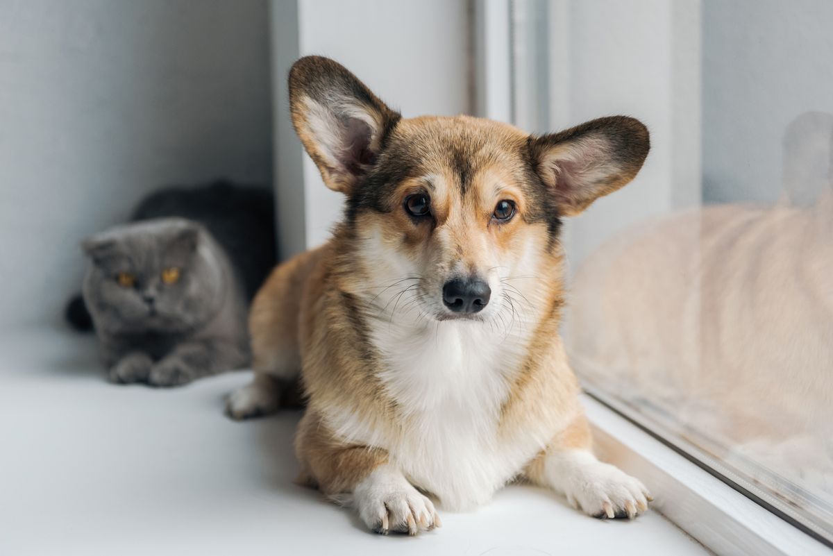 Cute corgi dog with a grumpy grey cat in the background