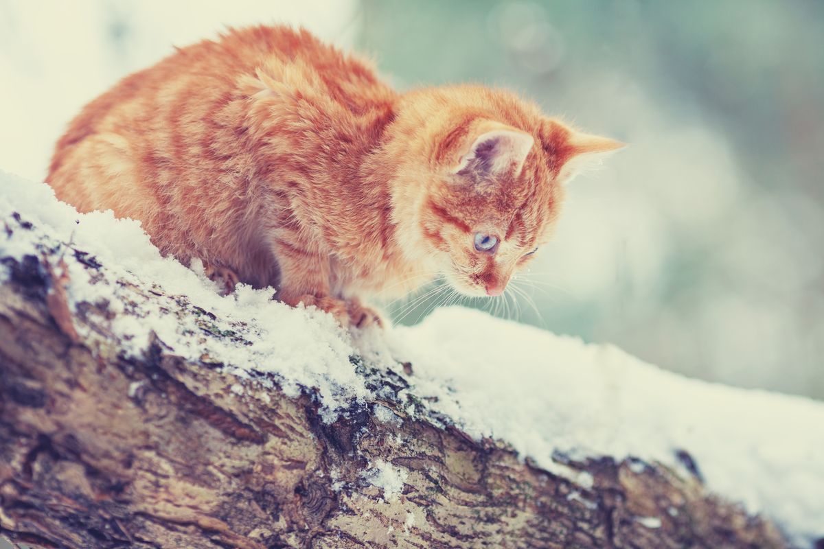 Cute orange cat on a snowy ledge staring down.