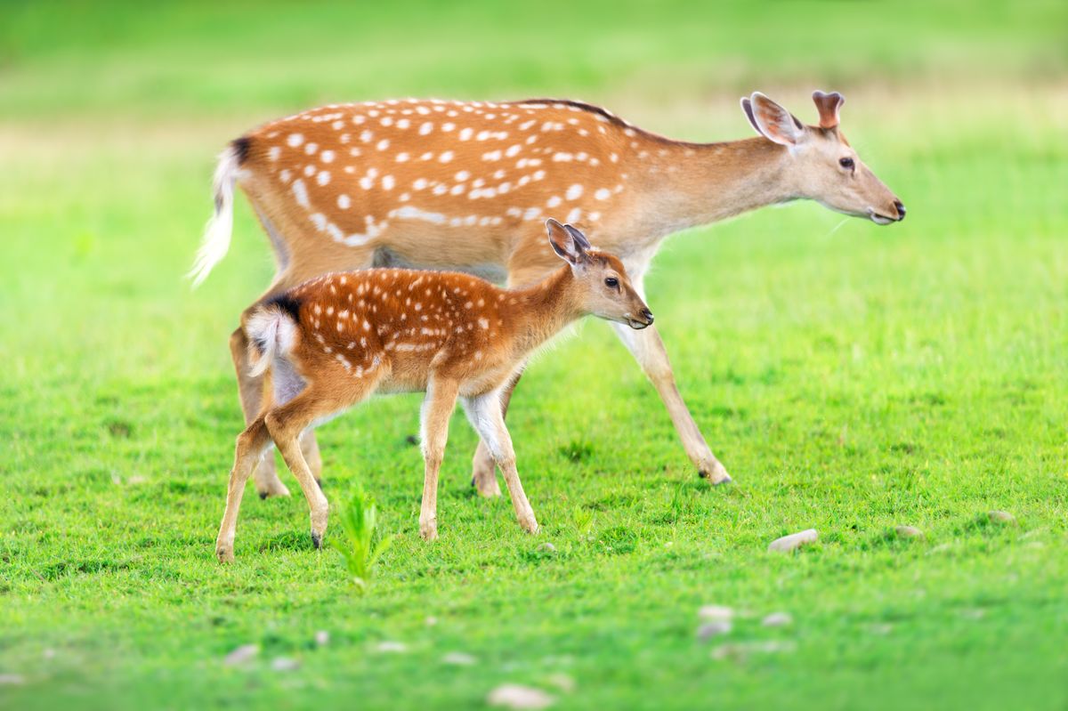 A mother deer standing protectively with her fawn