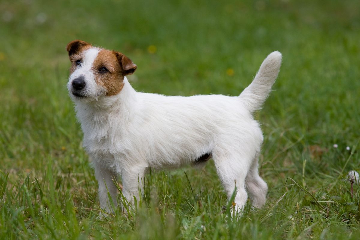 Cute white and brown dog staring up wistfully