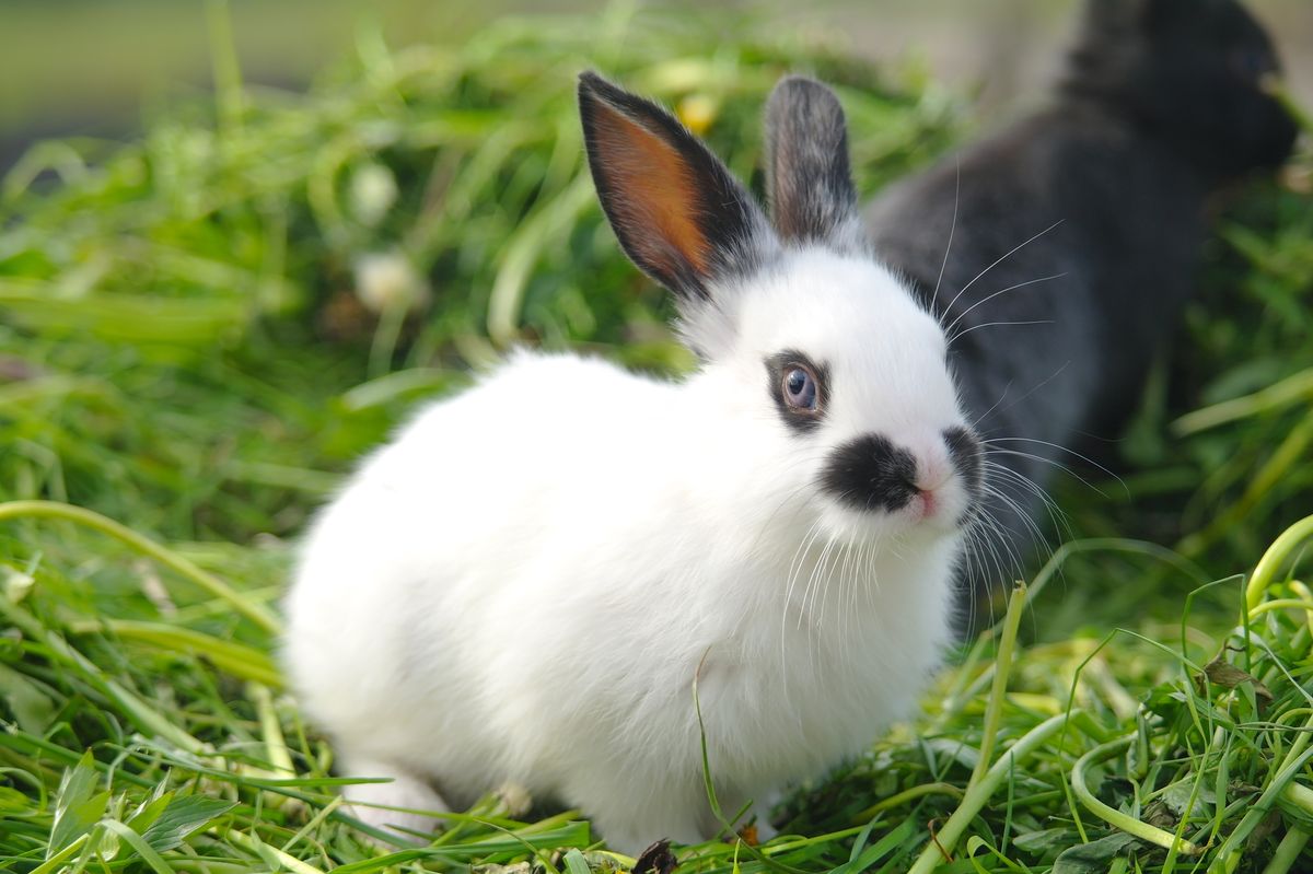 Black and white bunny on grass