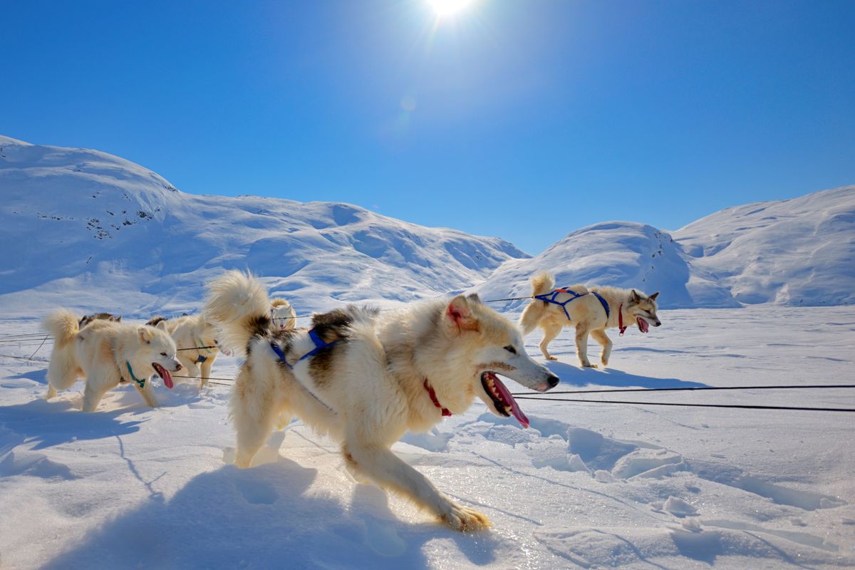 Husky dogs pulling a sled across shining snow.