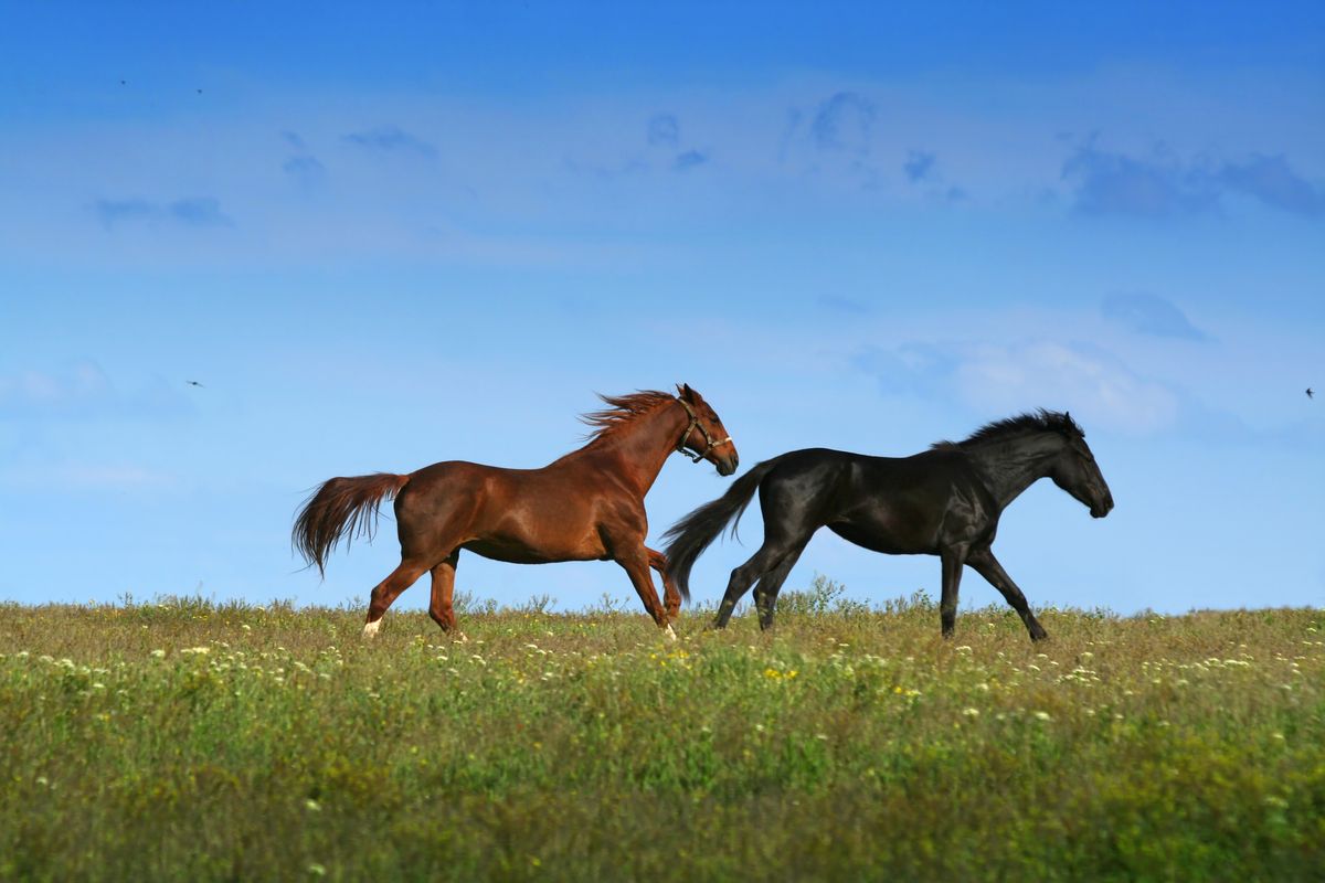 Two horses, one brown, one black, trotting across a meadow, with a blue sky above.