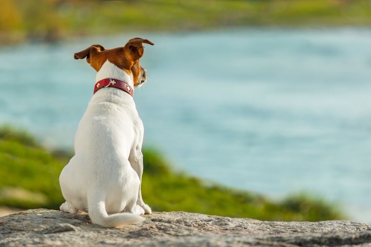 A Jack Russell terrier dog gazes thoughtfully out at the sea