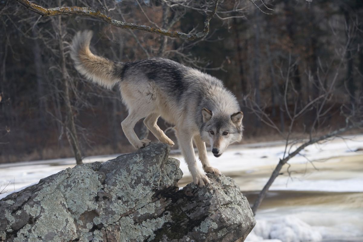 A grey wolf standing on a huge rock, its tail curled up and its head turned to face the camera.