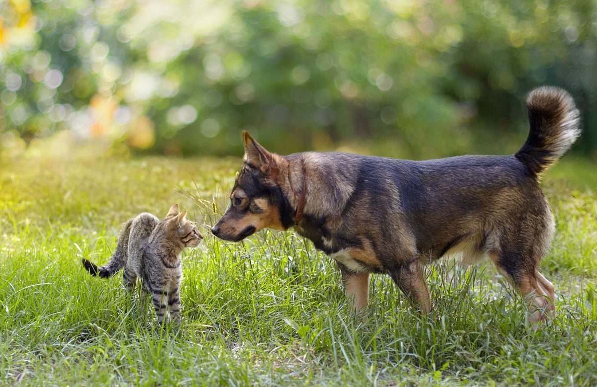 A dog and a cat are friendly and poke noses at each other.