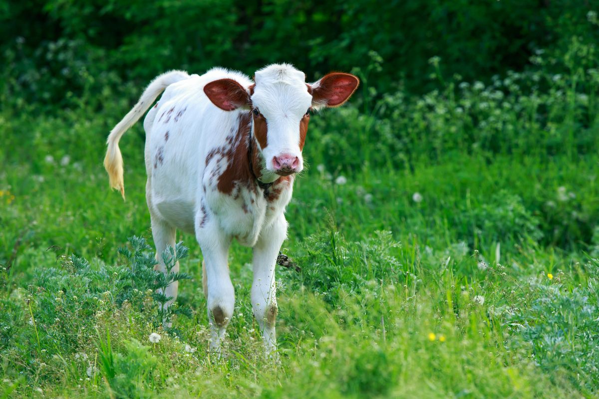 A cute brown and white calf standing on the grass